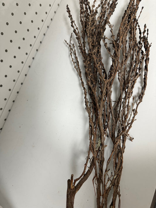 Mufandichimuka Resurrection Bush x3