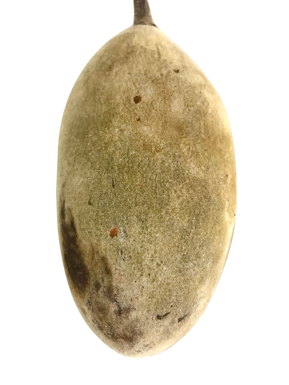 Mauyu / Baobab Fruit